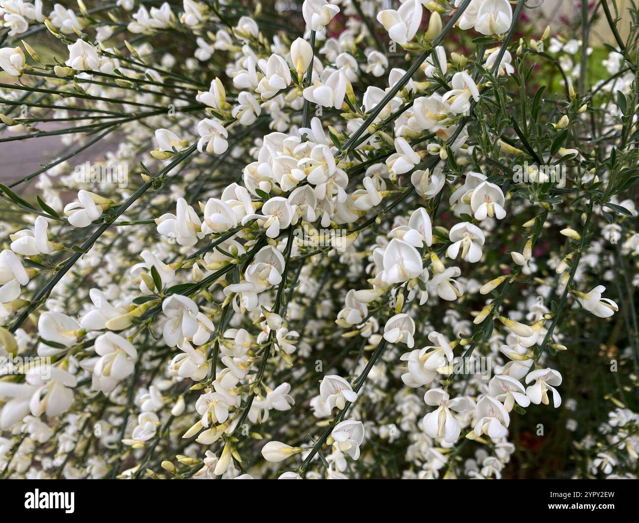 (Zytisus x Praecox) Stockfoto