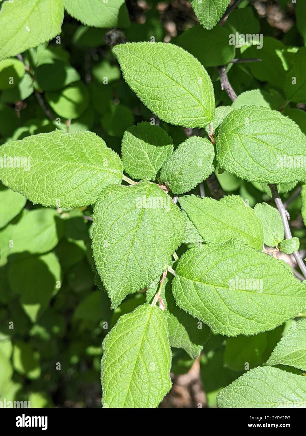 Mexikanische Pflaume (Prunus mexicana) Stockfoto