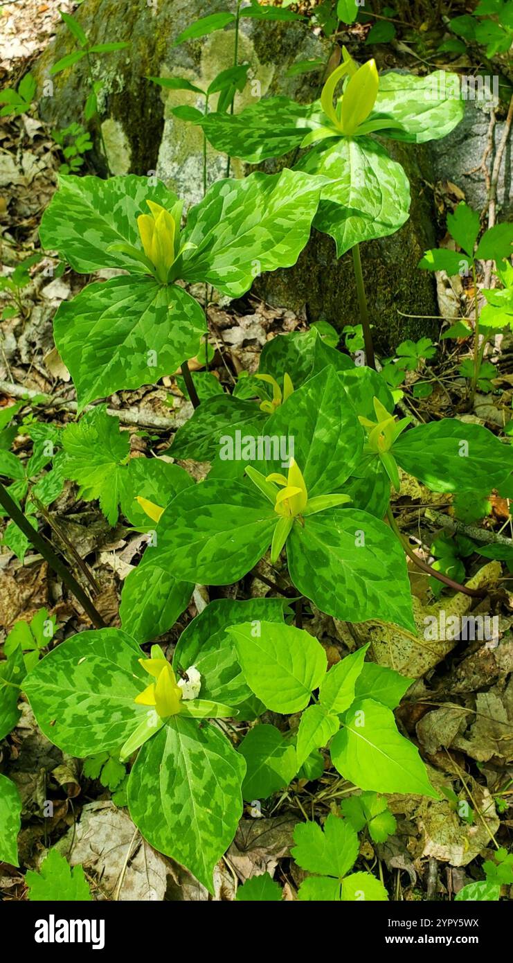 Gelbes wakerobin (Trillium luteum) Stockfoto