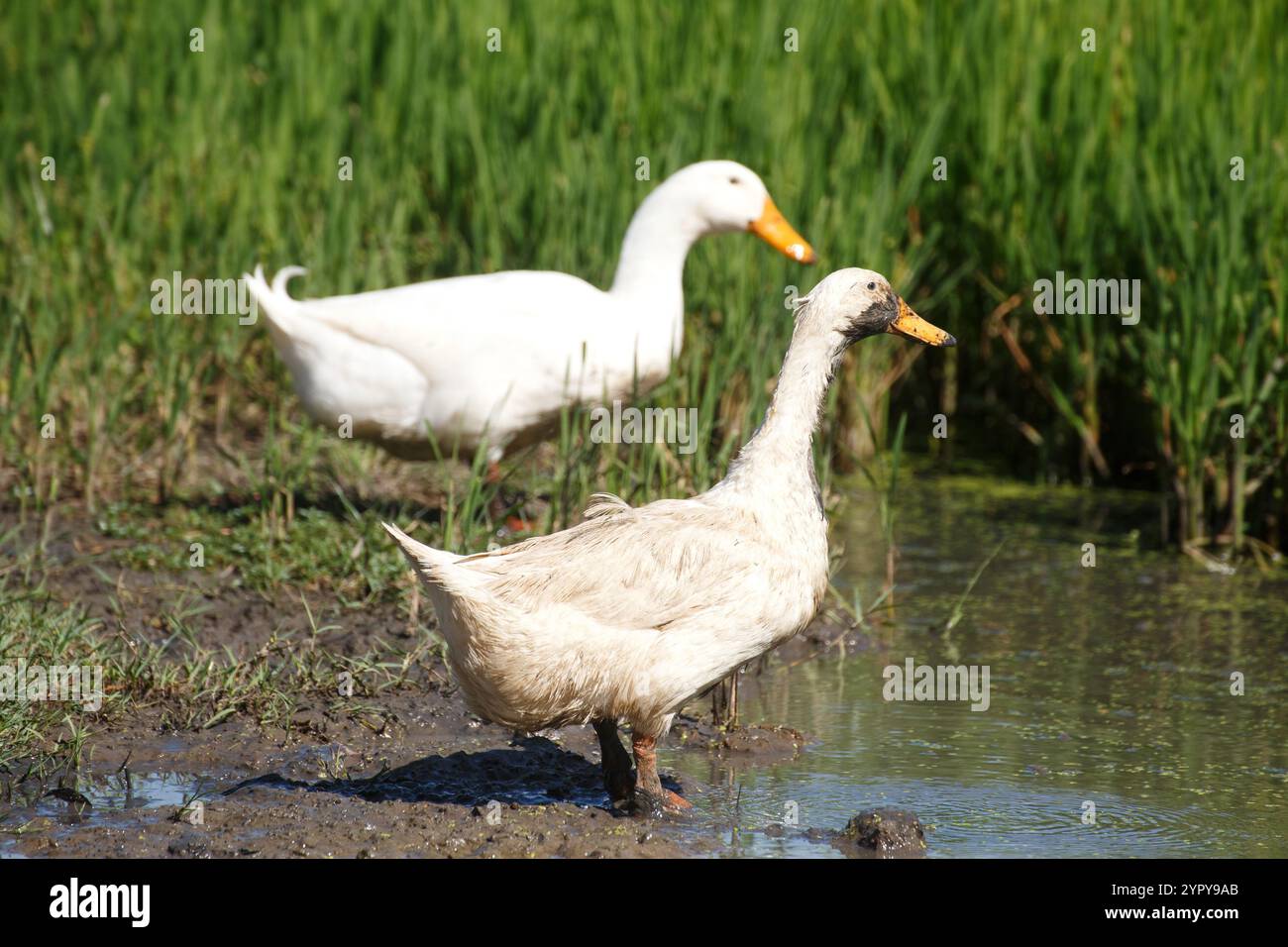 Niedliche weiße Ente auf der Suche nach Nahrung auf nassem Schlammboden in der Reisfeile auf dem Bauernhof. Gesunder domestizierter Entenvogel im Bauerndorf bei der Zucht Stockfoto