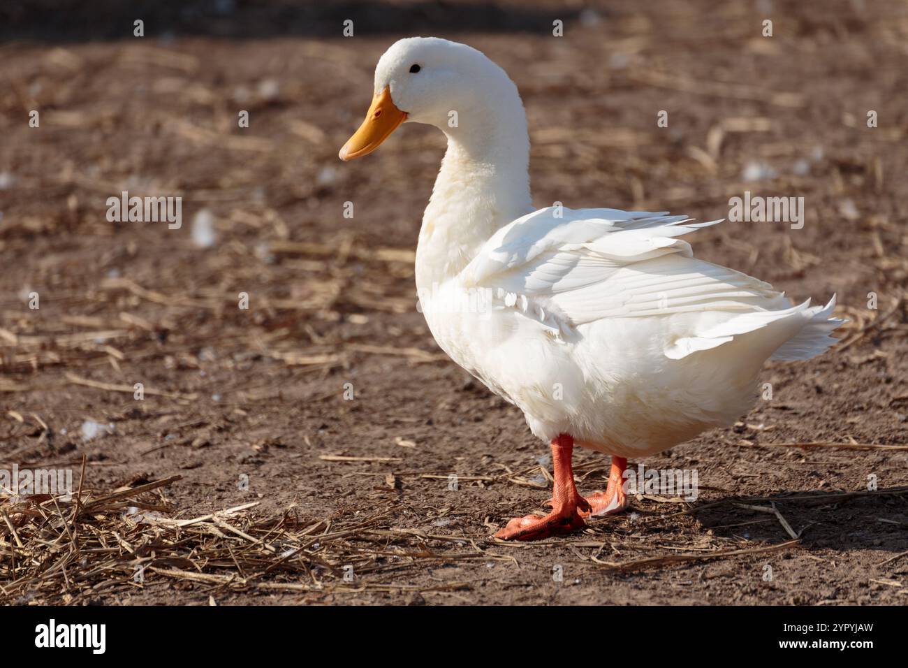 Niedliche weiße Ente, die auf unbefestigtem Boden in der Landschaft des Bauernhofs steht, mit wunderschönem Sonnenlicht am Sommertag. Gesunder domestizierter Entenvogel im Bauerndorf Stockfoto