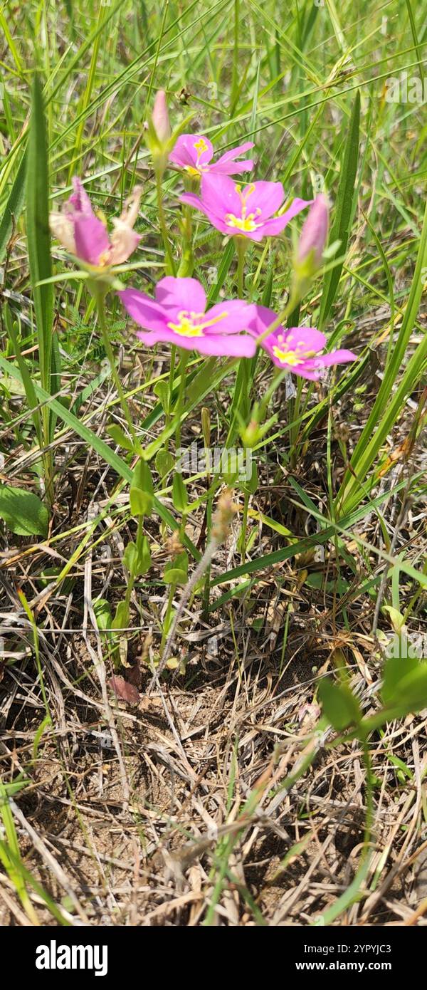 Wiese Pink (Sabatia campestris) Stockfoto