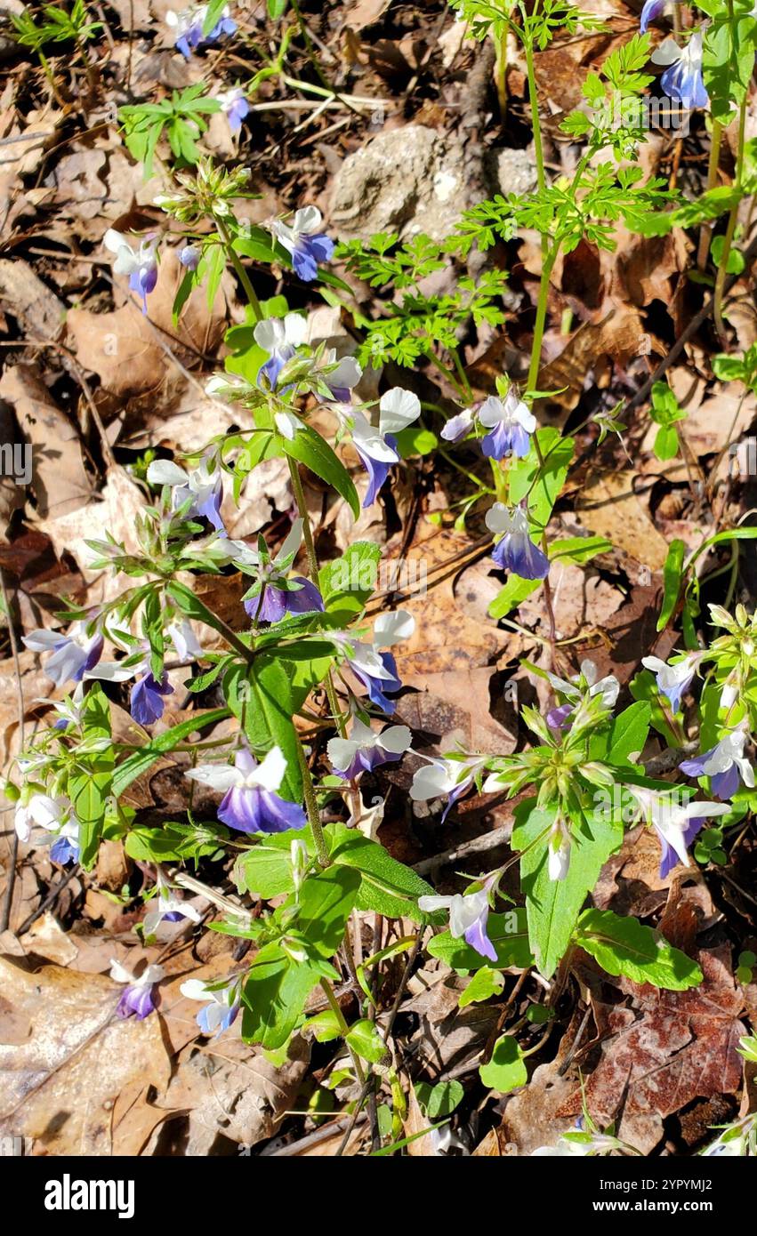 Frühlingsblauäugige Maria (Collinsia verna) Stockfoto