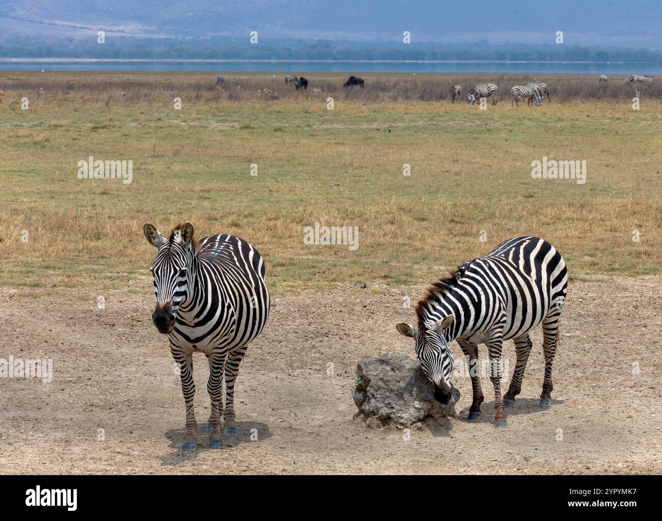 Zebras im Ngorongoro-Krater, Tansania, Ostafrika Stockfoto
