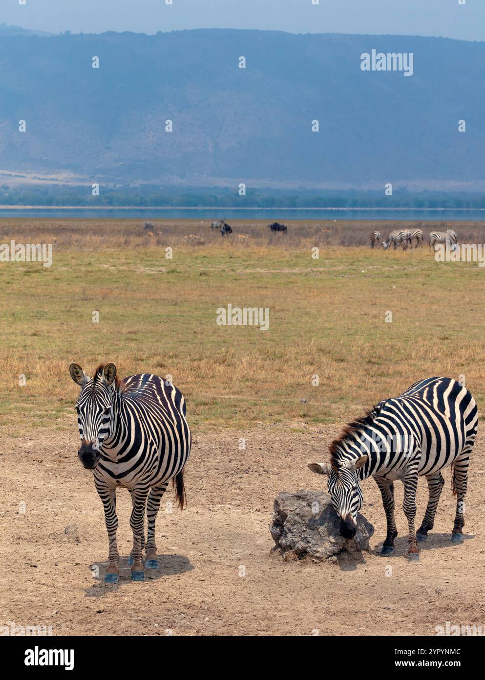 Zebras im Ngorongoro-Krater, Tansania, Ostafrika Stockfoto