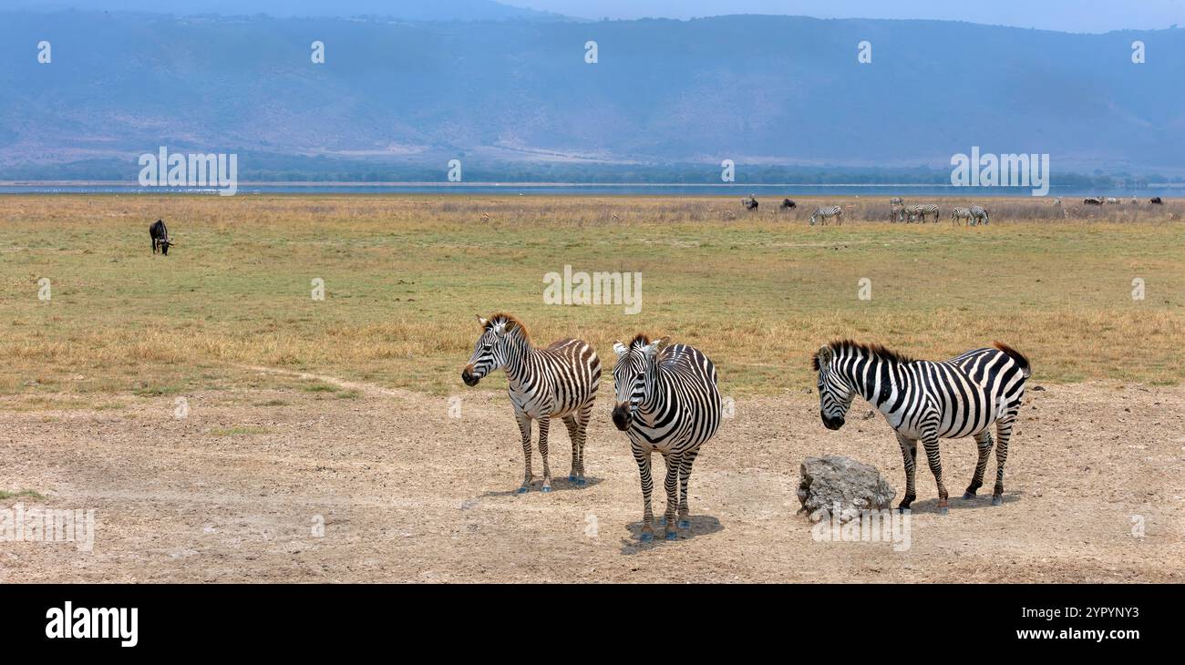 Zebras im Ngorongoro-Krater, Tansania, Ostafrika Stockfoto