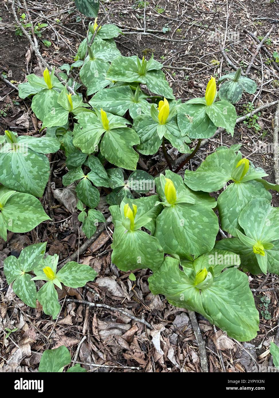 Gelbes wakerobin (Trillium luteum) Stockfoto