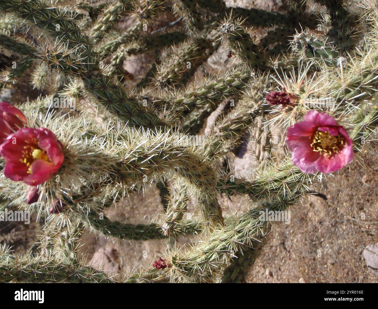 Walkingstock-Kakteen (Cylindropuntia imbricata spinosior) Stockfoto