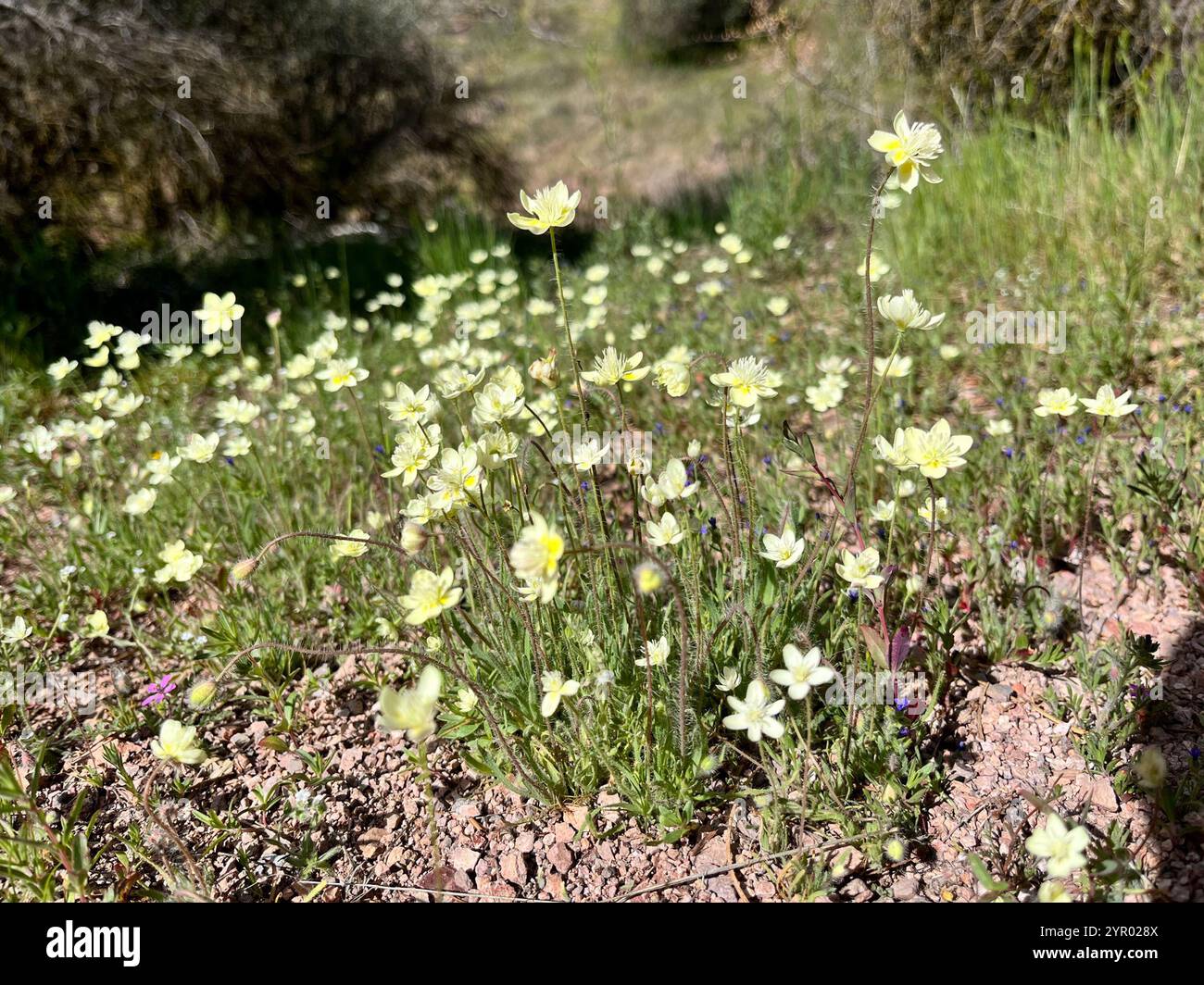 Creambecher (Platystemon californicus) Stockfoto