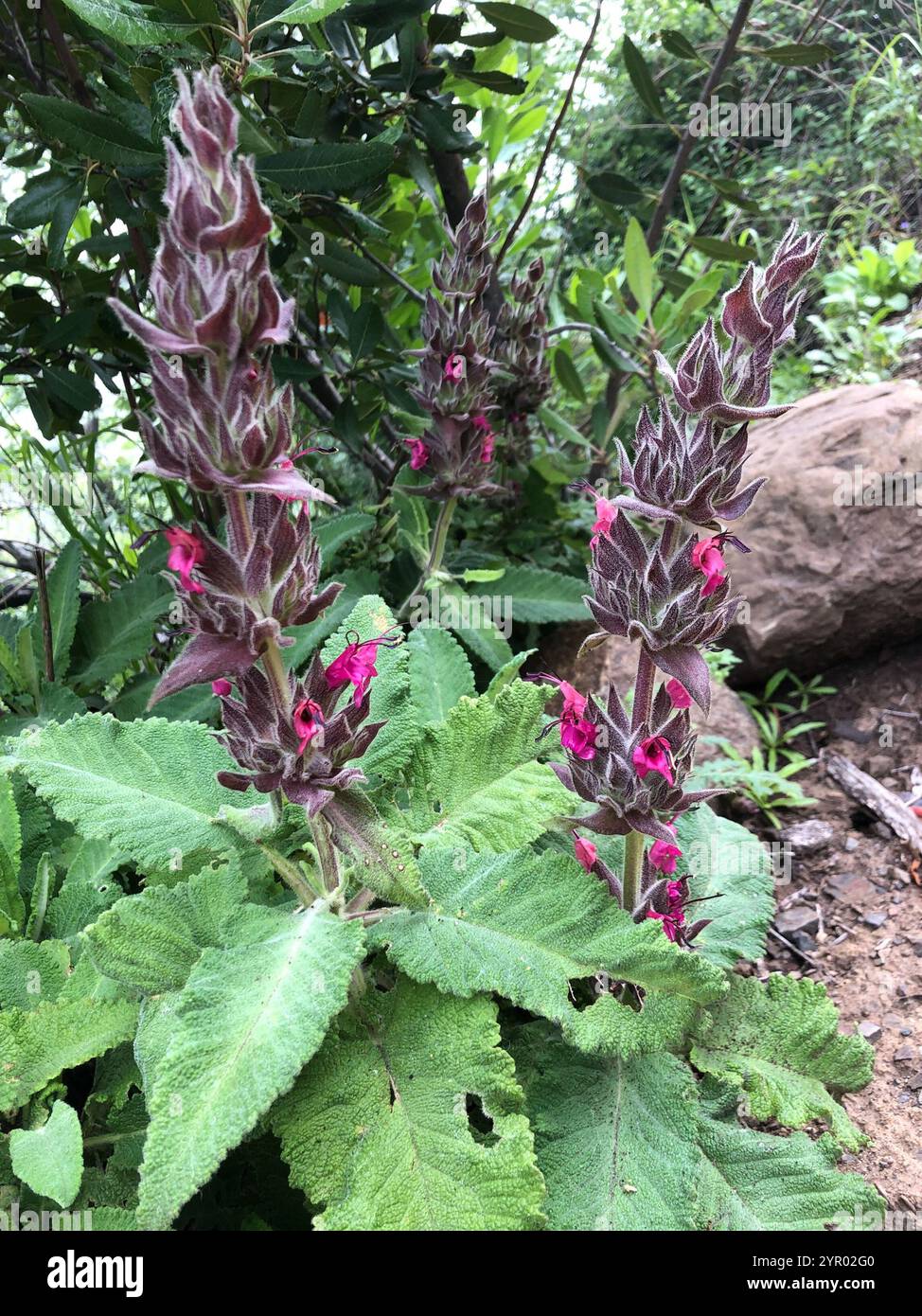Kolibri Salbei (Salvia spathacea) Stockfoto