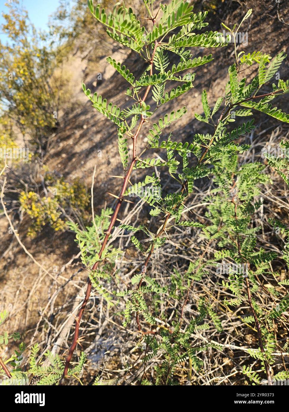 Weißhornakazie (Vachellia constricta) Stockfoto