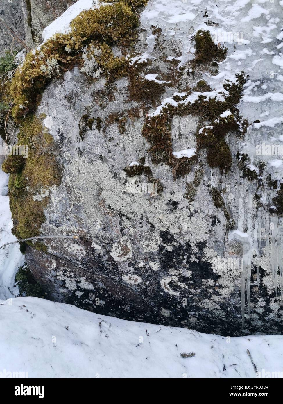 Drachenhorn (Cladonia squamosa) Stockfoto