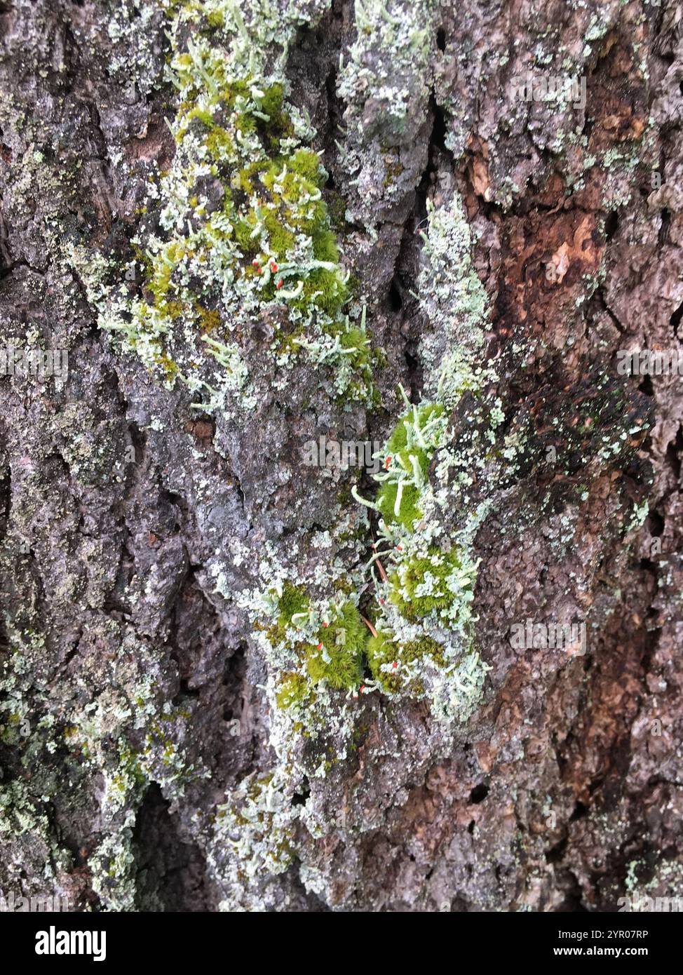 Lippenstift Powderhorn (Cladonia macilenta) Stockfoto
