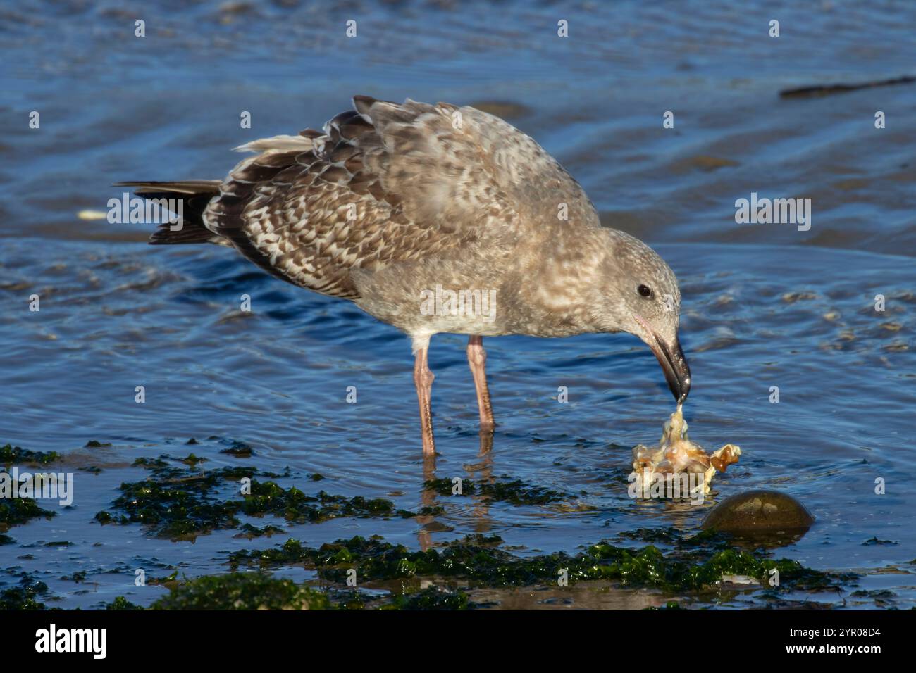Gull, Hatfield Marine Science Center, Newport, Oregon Stockfoto