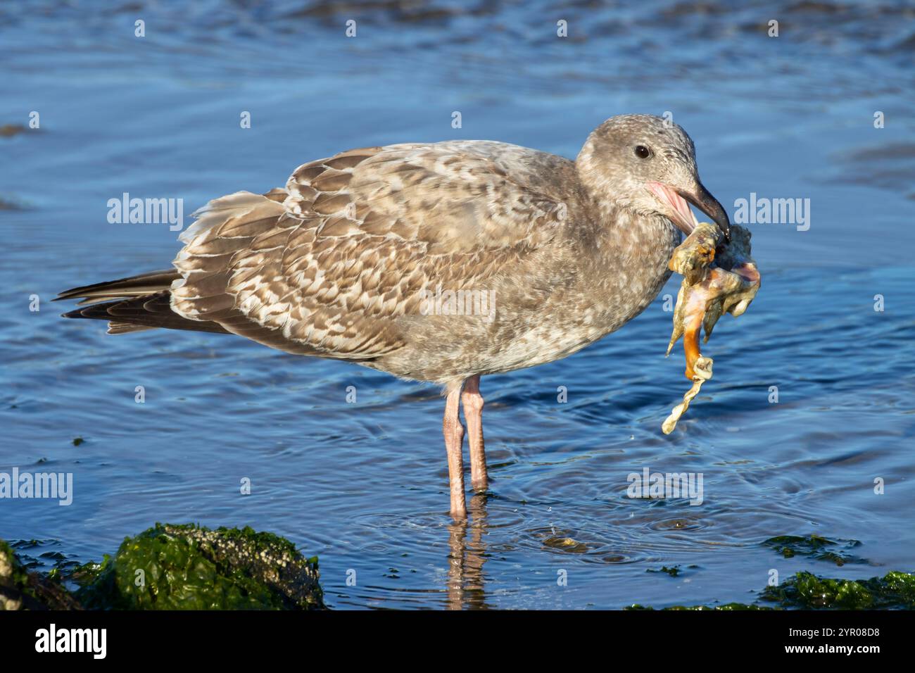 Gull, Hatfield Marine Science Center, Newport, Oregon Stockfoto