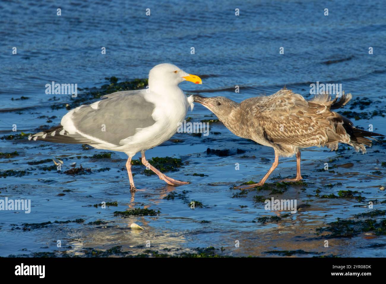 Gull, Hatfield Marine Science Center, Newport, Oregon Stockfoto
