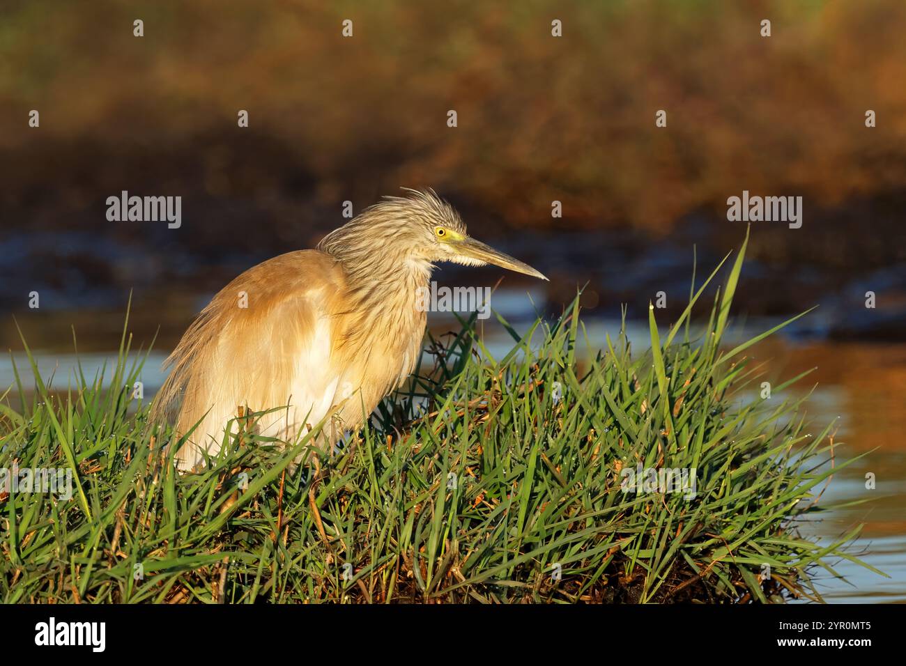 Ein Squakreiher (Ardeola ralloides) in natürlicher Umgebung, Chobe National Park, Botswana Stockfoto