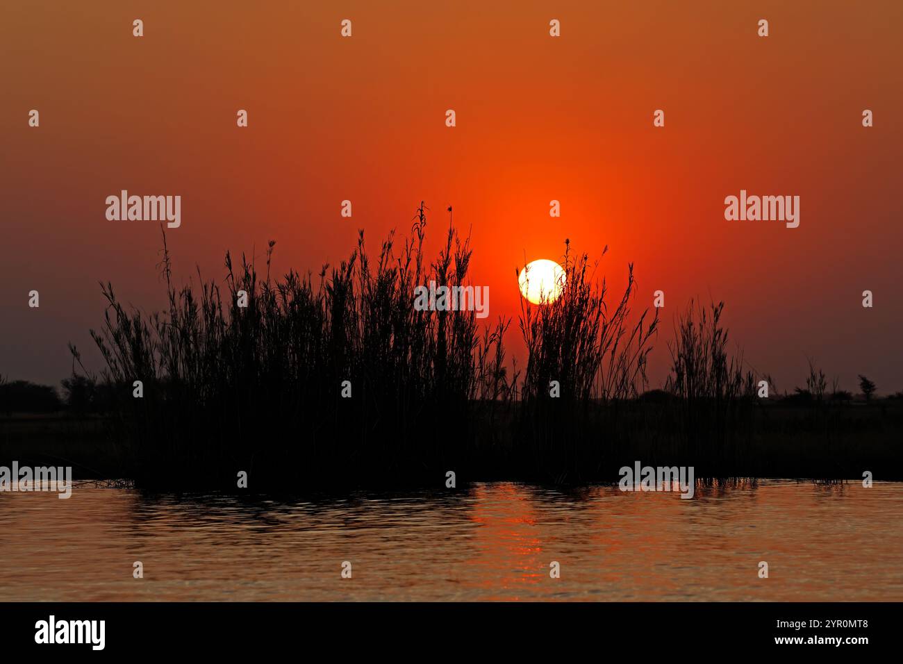 Malerischer Sonnenuntergang über dem Chobe River mit Silhouetten-Vegetation, Chobe National Park, Botswana Stockfoto