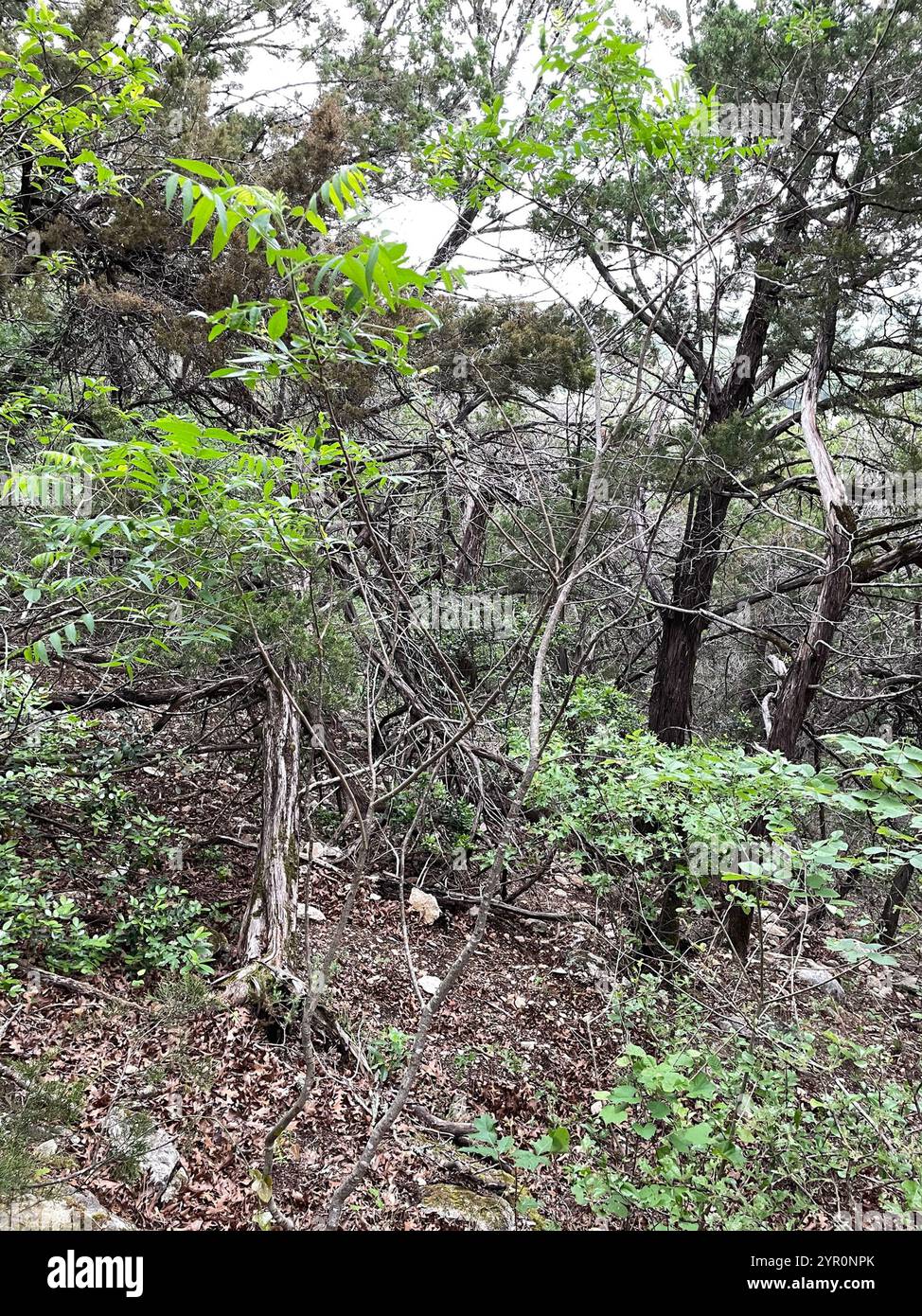 Prairie flameleaf sumac (Rhus lanceolata) Stockfoto