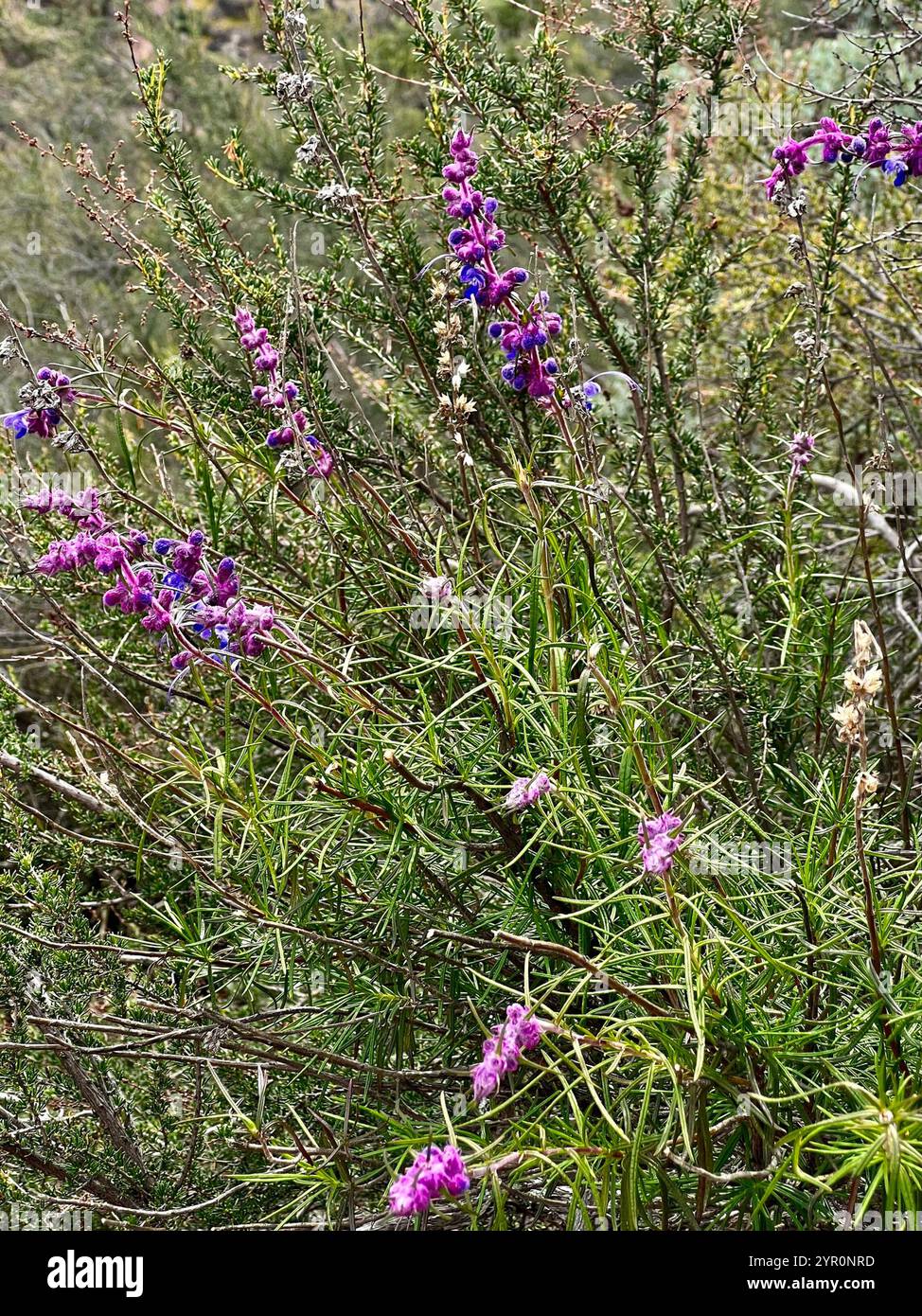 Wollbluecurls (Trichostema lanatum) Stockfoto