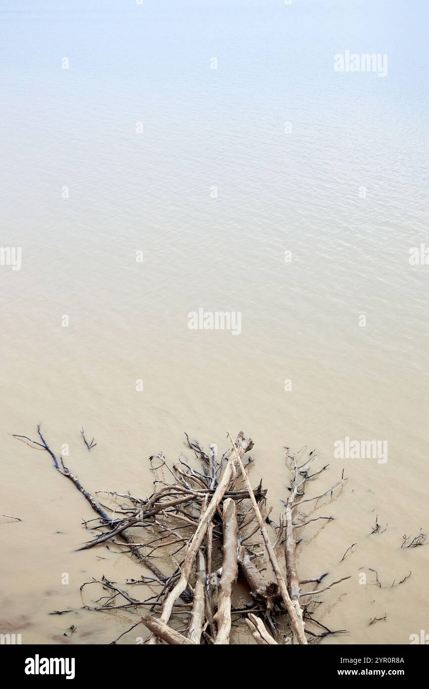 Gewaschenes Treibholz und umgestürzte Bäume liegen im Wasser auf dem Meer oder Meer. Natürlicher Hintergrund, Küste, Übergang von schmutzigem braunem Wasser zu klarem blauem af Stockfoto