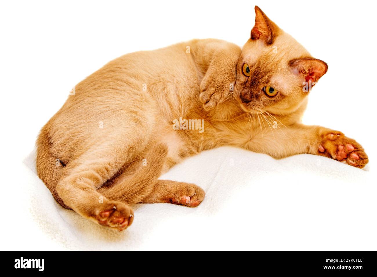 Burmese Cat kitty Farbe Schokolade, ist eine Rasse der Hauskatze, mit Ursprung in Thailand, geglaubt, seine Wurzeln in der Nähe der heutigen Grenze zwischen Thailand zu haben. Stockfoto