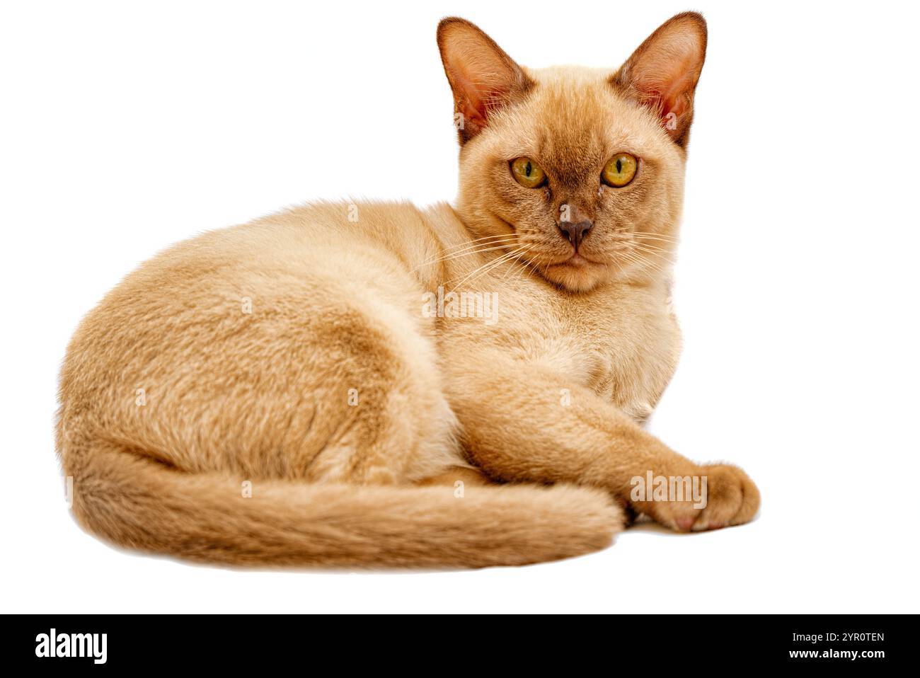 Burmese Cat kitty Farbe Schokolade, ist eine Rasse der Hauskatze, mit Ursprung in Thailand, geglaubt, seine Wurzeln in der Nähe der heutigen Grenze zwischen Thailand zu haben. Stockfoto