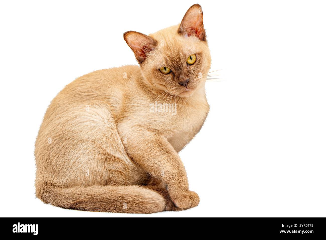 Burmese Cat kitty Farbe Schokolade, ist eine Rasse der Hauskatze, mit Ursprung in Thailand, geglaubt, seine Wurzeln in der Nähe der heutigen Grenze zwischen Thailand zu haben. Stockfoto