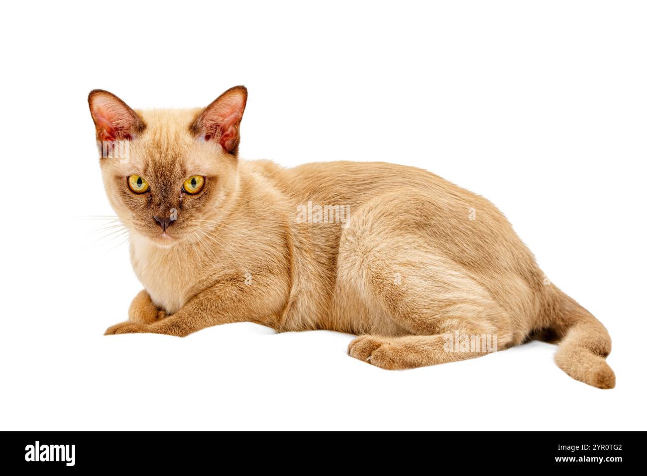 Burmese Cat kitty Farbe Schokolade, ist eine Rasse der Hauskatze, mit Ursprung in Thailand, geglaubt, seine Wurzeln in der Nähe der heutigen Grenze zwischen Thailand zu haben. Stockfoto