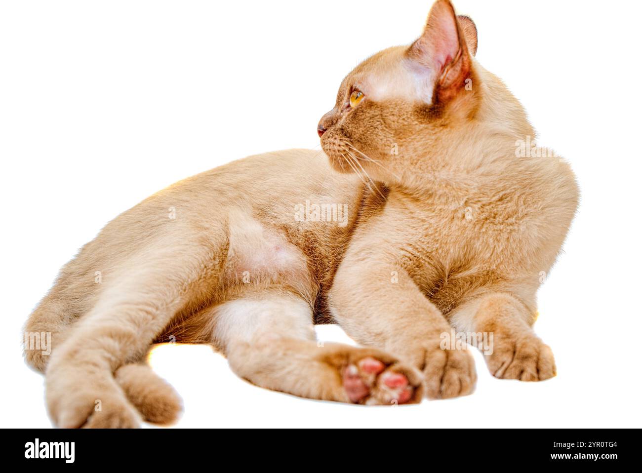 Burmese Cat kitty Farbe Schokolade, ist eine Rasse der Hauskatze, mit Ursprung in Thailand, geglaubt, seine Wurzeln in der Nähe der heutigen Grenze zwischen Thailand zu haben. Stockfoto