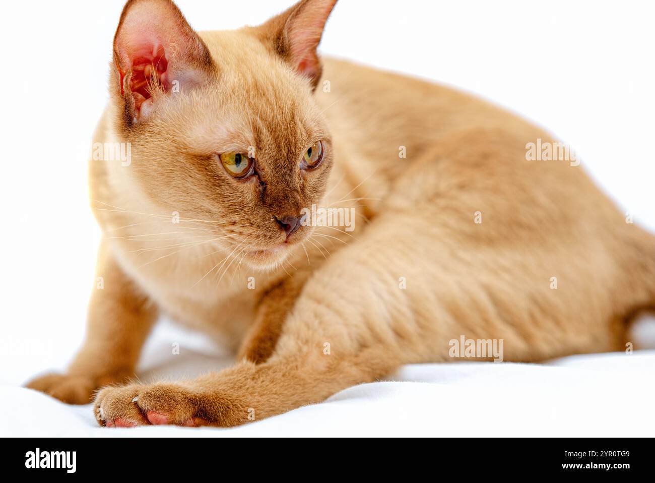 Burmese Cat kitty Farbe Schokolade, ist eine Rasse der Hauskatze, mit Ursprung in Thailand, geglaubt, seine Wurzeln in der Nähe der heutigen Grenze zwischen Thailand zu haben. Stockfoto