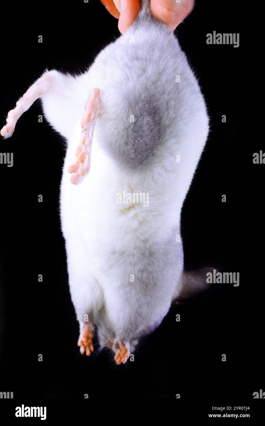 Weiße Ebonit Chinchilla auf schwarzem Hintergrund. Stockfoto