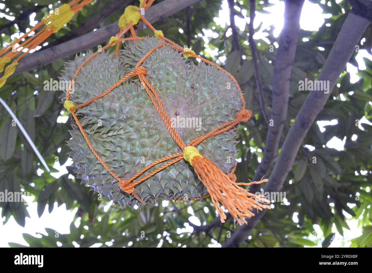 Eine große grünlich-braune Durianfrucht reift auf einem kleinen Baumzweig, der in einem orangen Nylonseilkorb gehalten wird Stockfoto