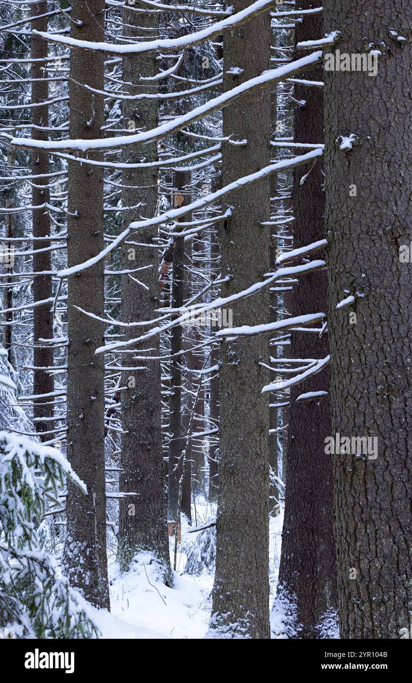 Alte Fichtenstämme im Winter Stockfoto