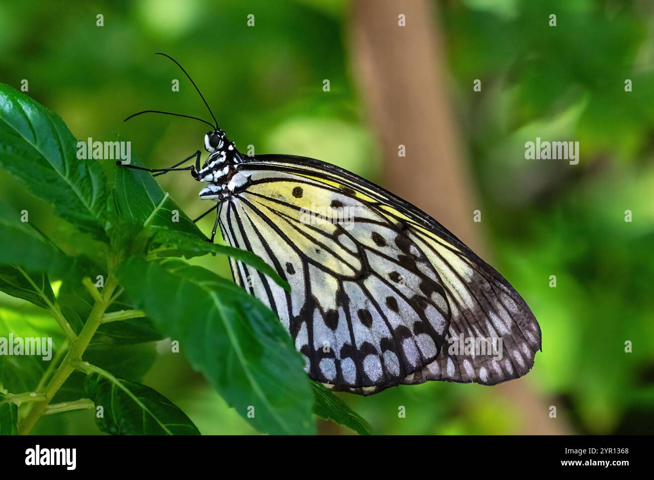 Leopardenschnürschmetterling (Cethosia cyane) auf violetten Blüten auf der Insel Aruba. Grüne Pflanzen im Hintergrund. Stockfoto