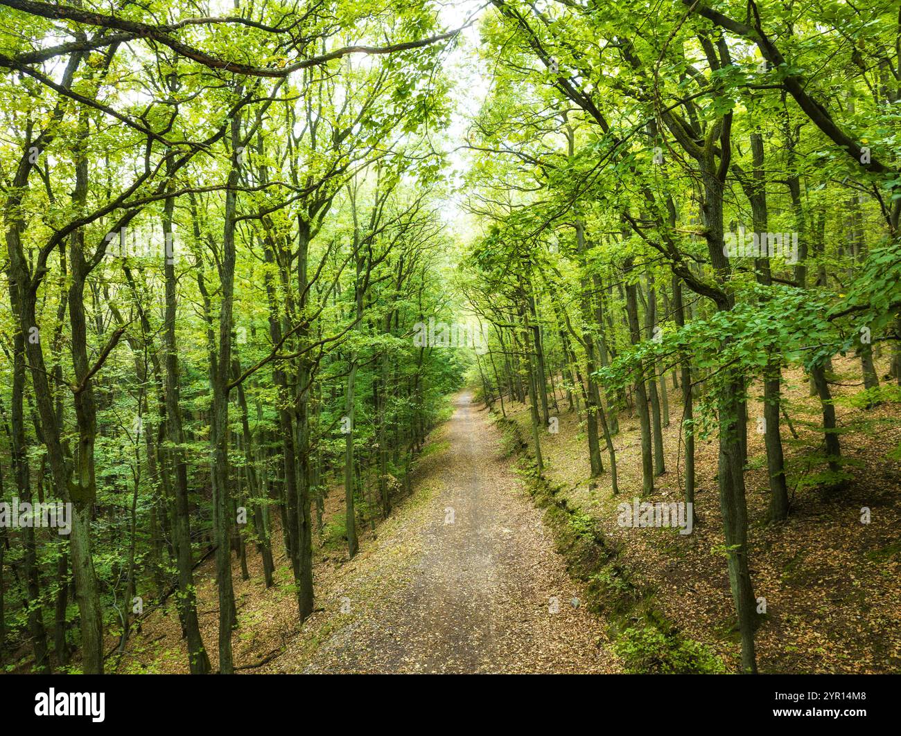 Grüner Wald mit Straße von Drohne Stockfoto