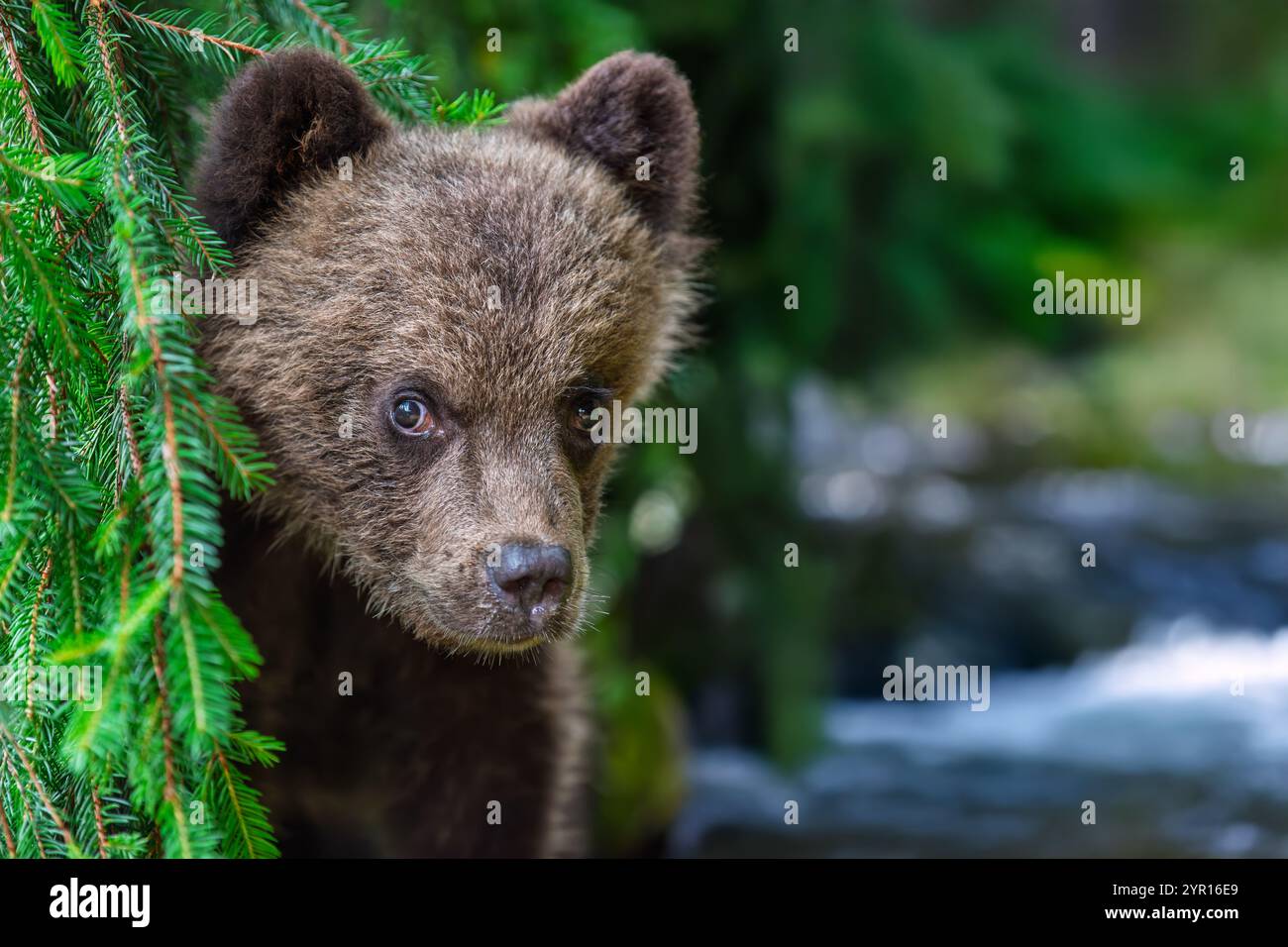 Ein junger Bär beobachtet vorsichtig seine Umgebung, während er sich zwischen den üppig grünen Ästen in der Nähe eines fließenden Baches versteckt. Die ruhige Waldumgebung en Stockfoto