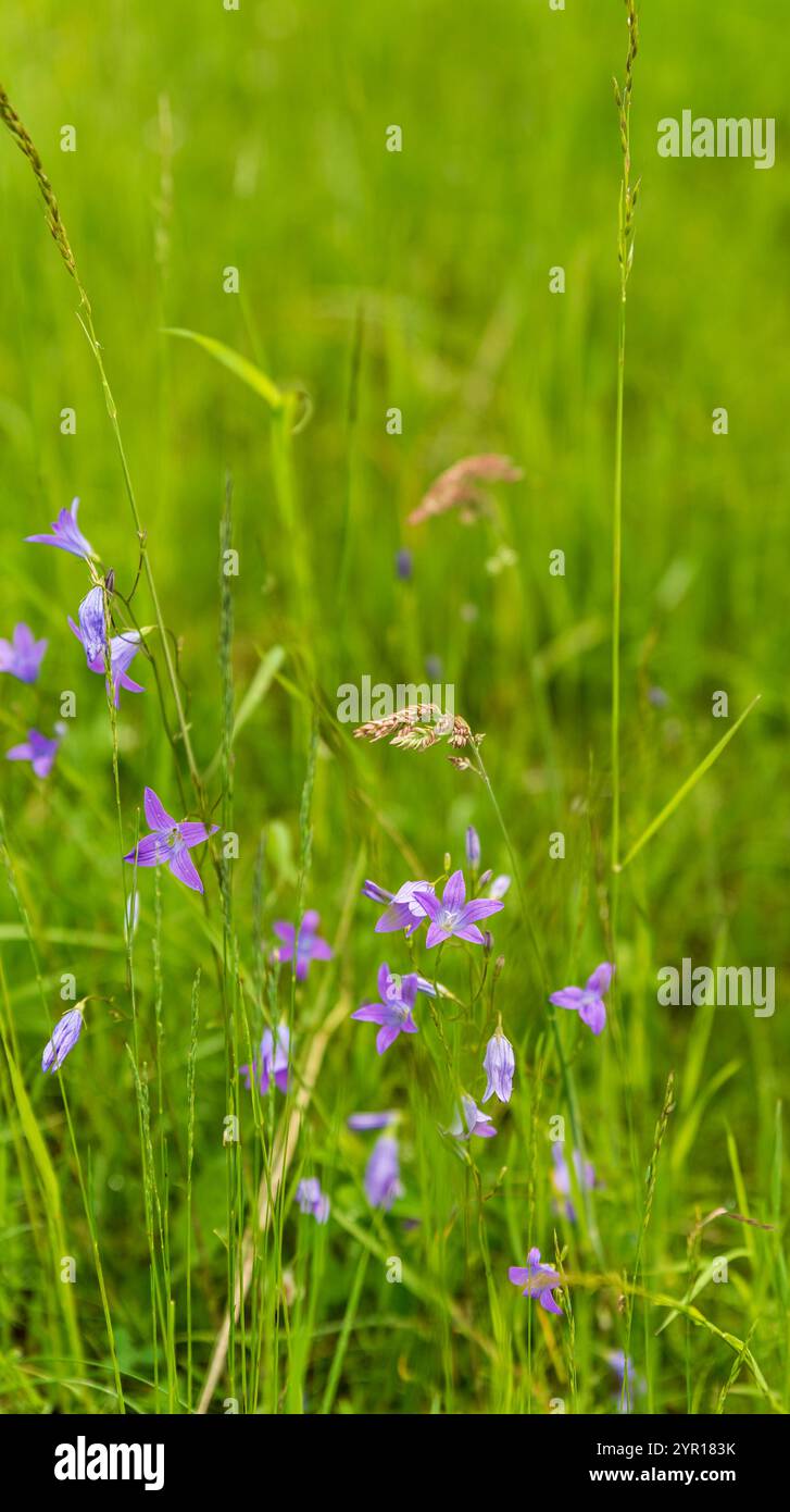 Blühende campanula patula-Pflanzen auf Frühlingswiese im Galle Karpaty-Gebirge im tschechisch-slowakischen Grenzgebiet Stockfoto