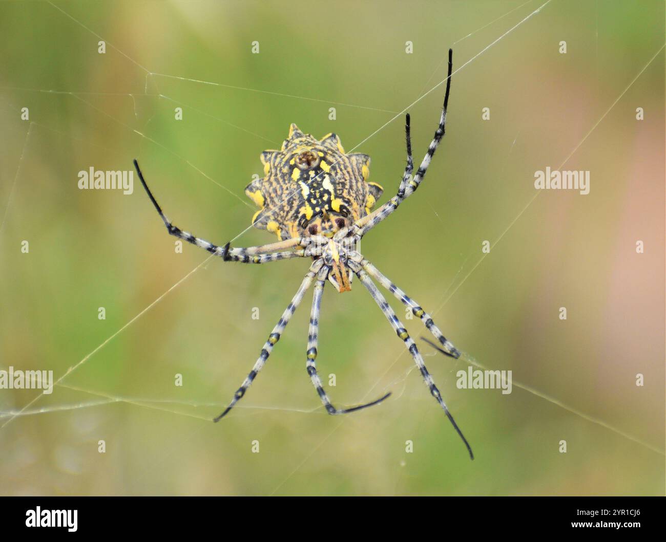 Common Garden Orbweb Spider Stockfoto
