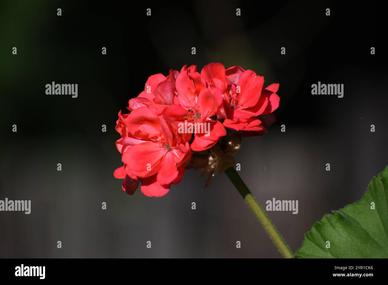 Schöne rote Geranie Stockfoto