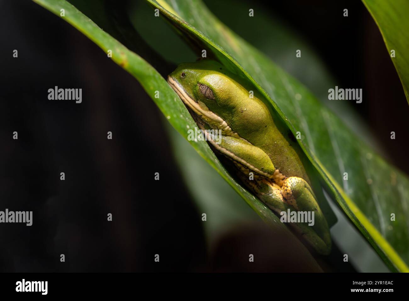 Nördlicher orangenbeiniger Blattfrosch - Pithecopus hypochondrialis, kleine schöne Farben aus einheimischen bis tropischen Wäldern Südamerikas, Amazonas, Brazi Stockfoto