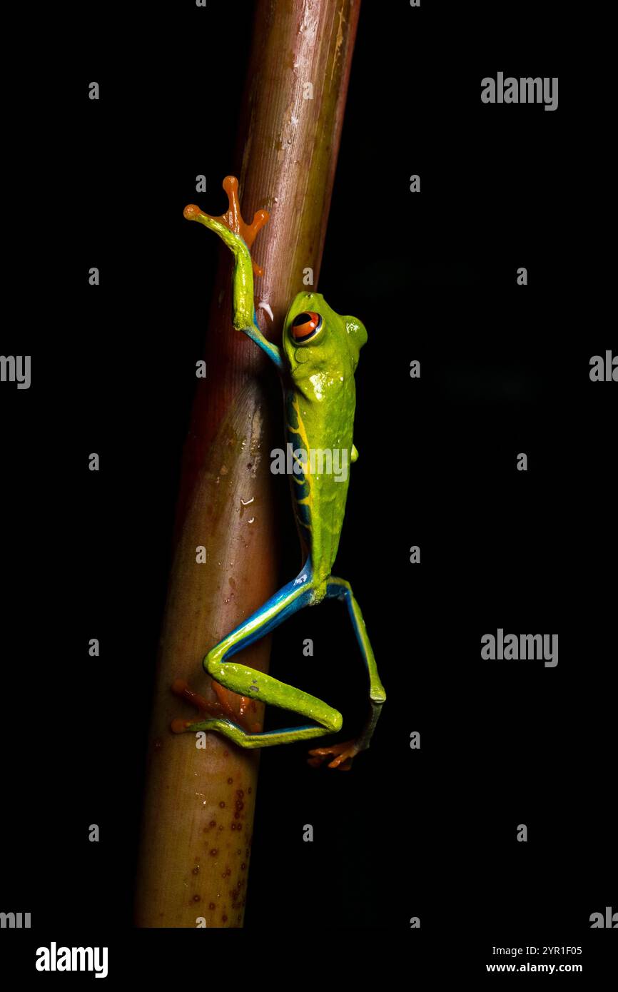 Rotäugiger Baumfrosch, Agalychnis callidryas, auch bekannt als der Rotäugige Blattfrosch, klettert auf den Stamm einer Pflanze, Costa Rica Stockfoto