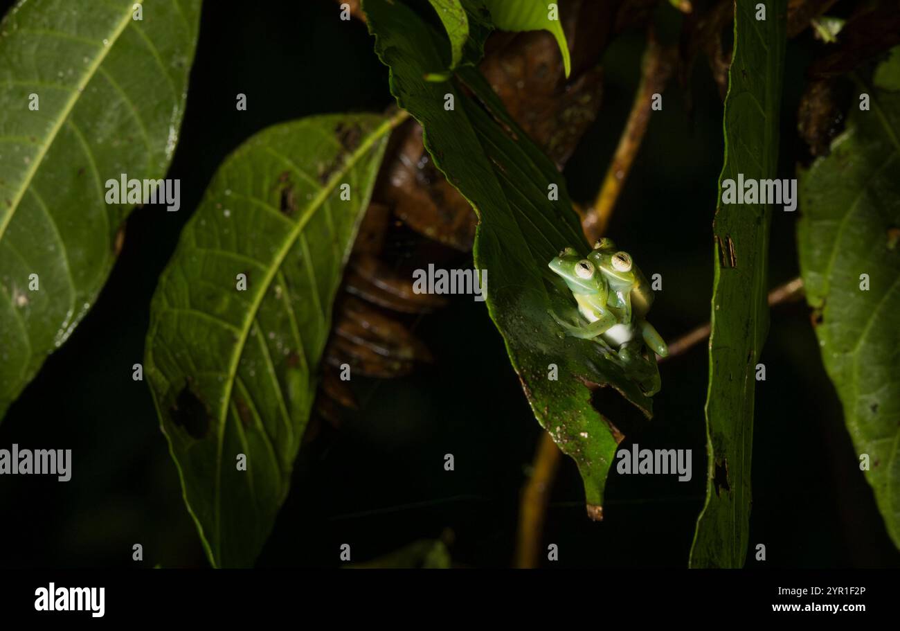 Smaragdglasfrosche Paarung, Espadarana Prosoblepon, Costa Rica Stockfoto