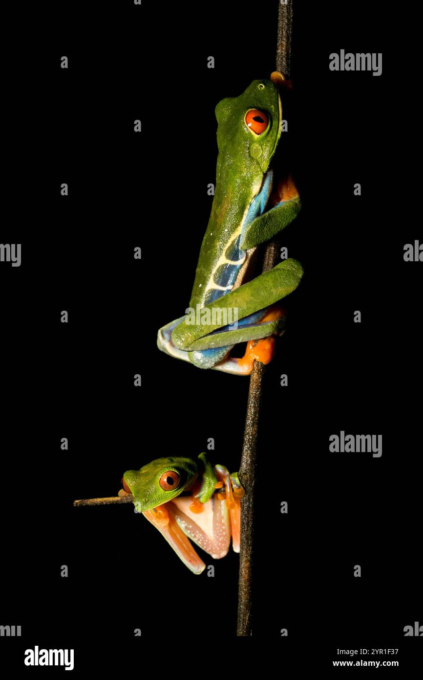 Männlicher und weiblicher Rotäugiger Baumfrosch, Agalychnis callidryas, auch bekannt als der Rotäugige Blattfrosch, Costa Rica Stockfoto