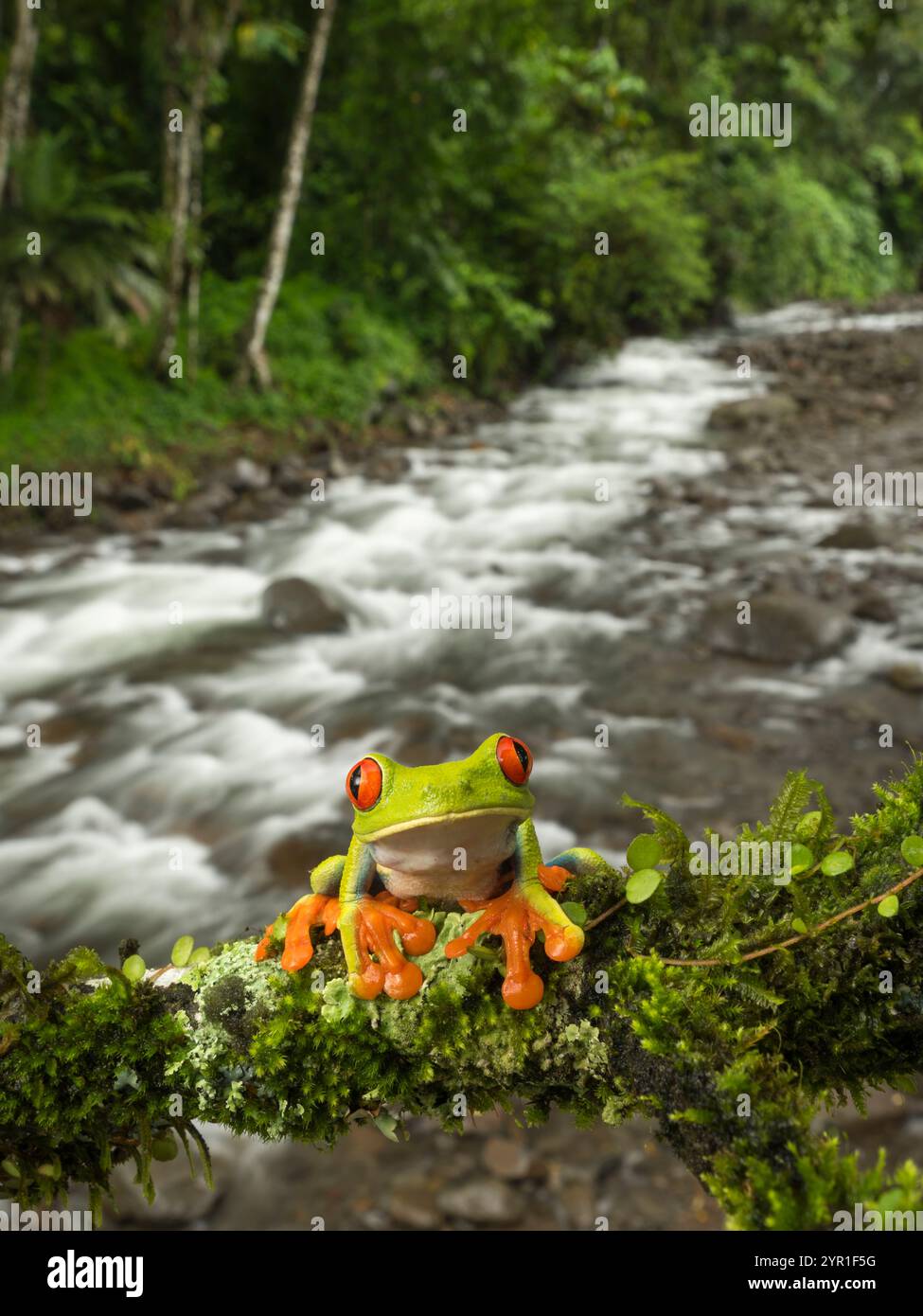 Rotäugiger Baumfrosch, Agalychnis callidryas, auch bekannt als der Rotäugige Blattfrosch, auf einem Baumzweig mit Fluss und Wald im Hintergrund, Costa Rica Stockfoto