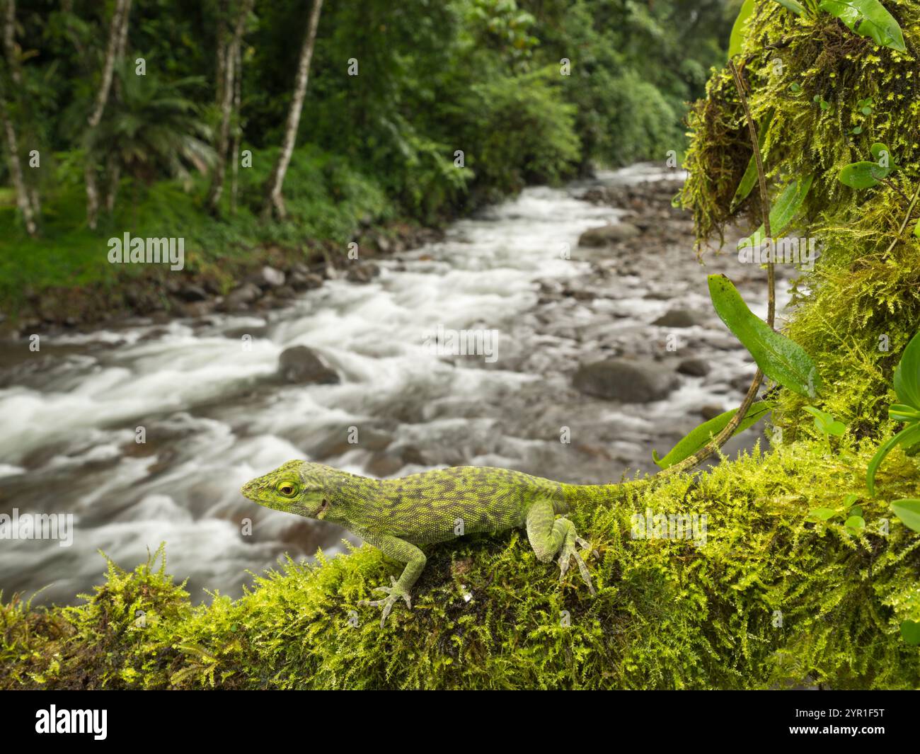 Neotropische Grüne Anole, Anolis biporcatus, auch bekannt als Riesengrüne Anole, auf einem Baumzweig mit Fluss und Wald im Hintergrund, Costa Rica Stockfoto