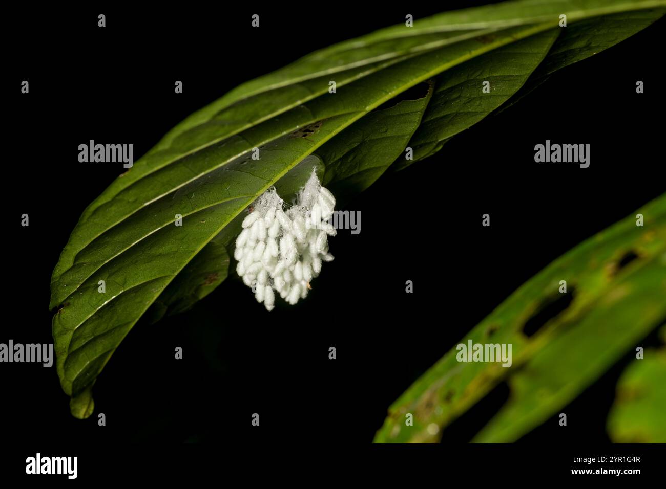 Eiersäcke oder Kokons an der Unterseite eines Blattes, Regenwald, Costa Rica Stockfoto