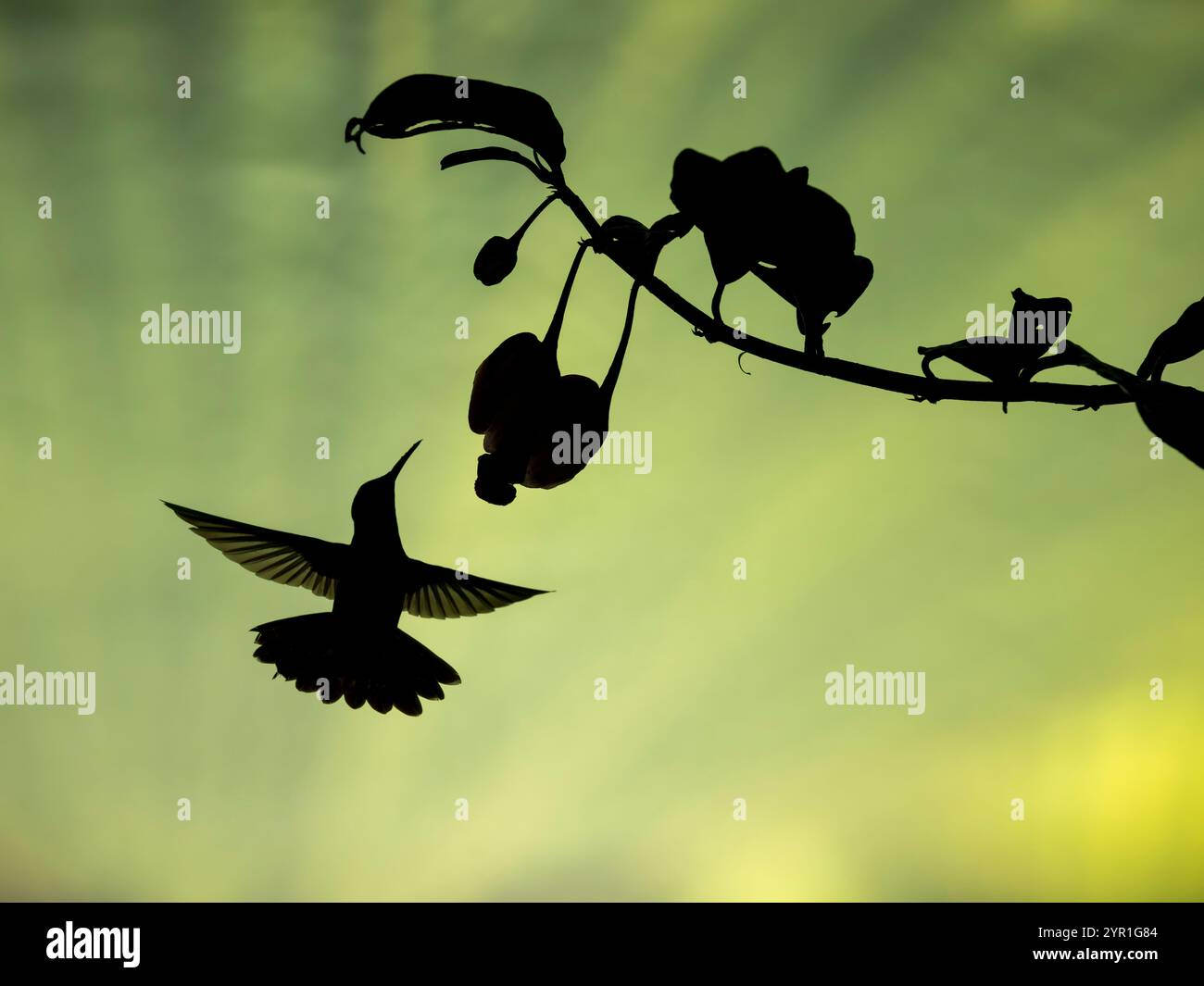 Kolibri-Silhouette bei der Flugreisfütterung an Drymonia conchocalyx Blumen, Costa Rica Stockfoto