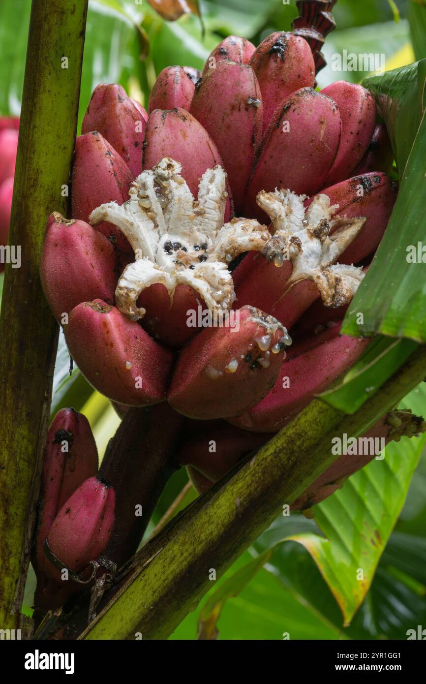Bananen- oder Kochbananenfrüchte öffneten sich, um Vögel anzulocken, die sich von den Samen ernähren, Costa Rica Stockfoto