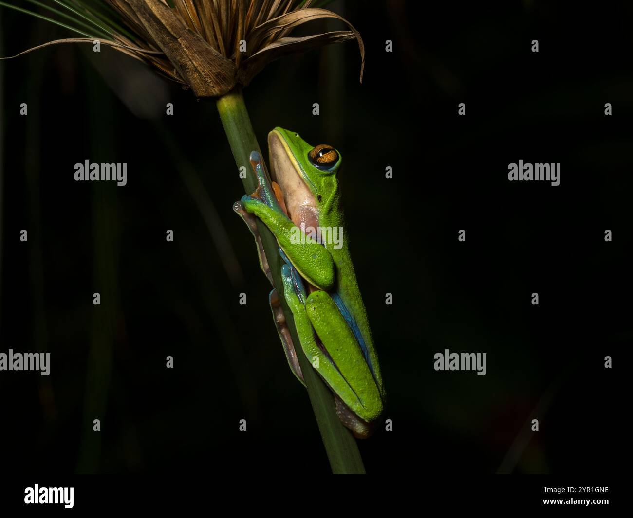 Goldaugen-Baumfrosch, Agalychnis annae, auch bekannt als Gelbaugen-Blattfrosch, gefährdete Arten, San Jose, Heredia, Costa Rica Stockfoto